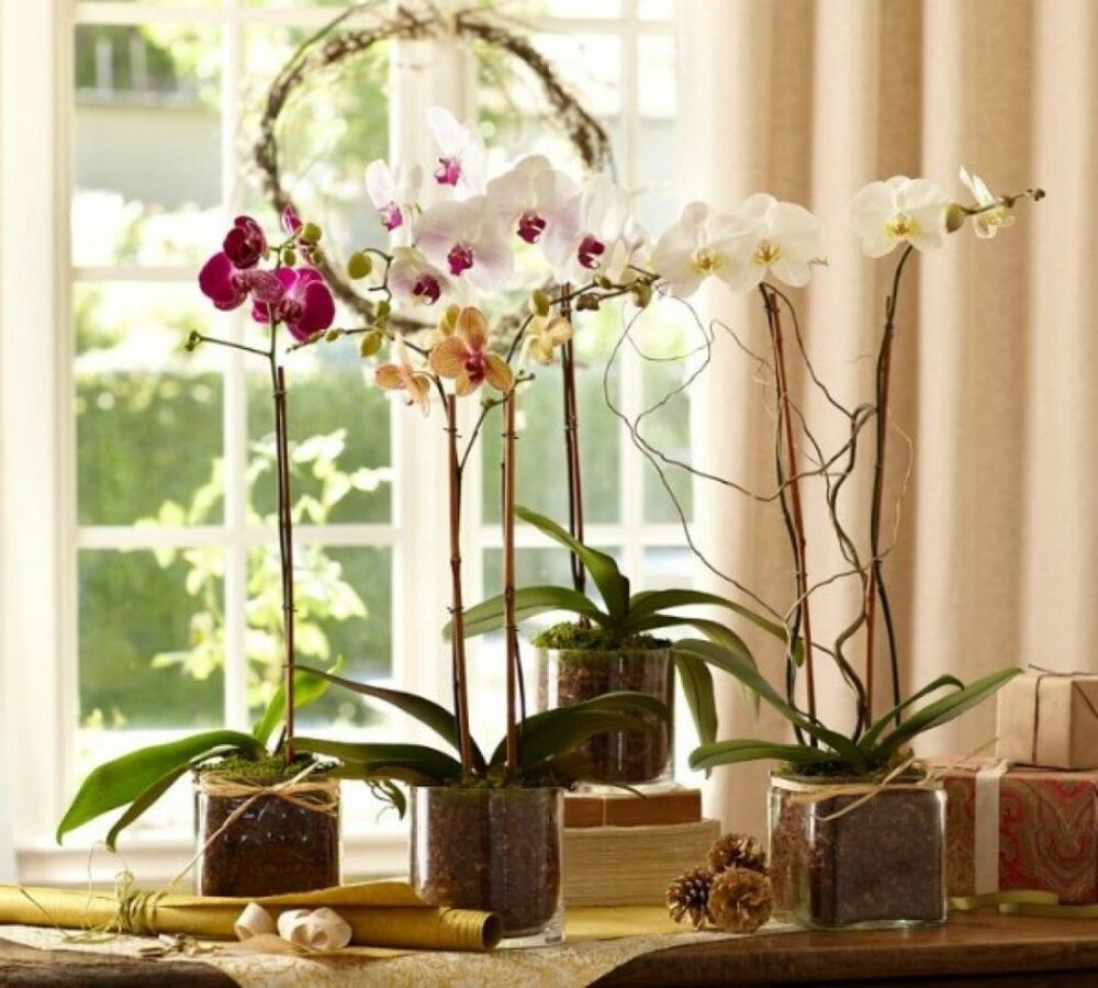 Реанимация орхидей, как реанимировать орхидею в домашних условиях. Спасаем,  оживляем, реанимируем пропавшее растение. Все об уходе и причинах увядания  цветка.